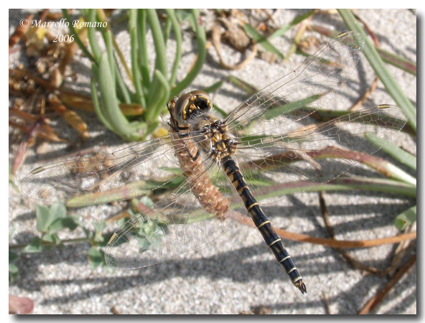 Selysiothemis nigra a Capo Feto (TP) (Libellulidae)